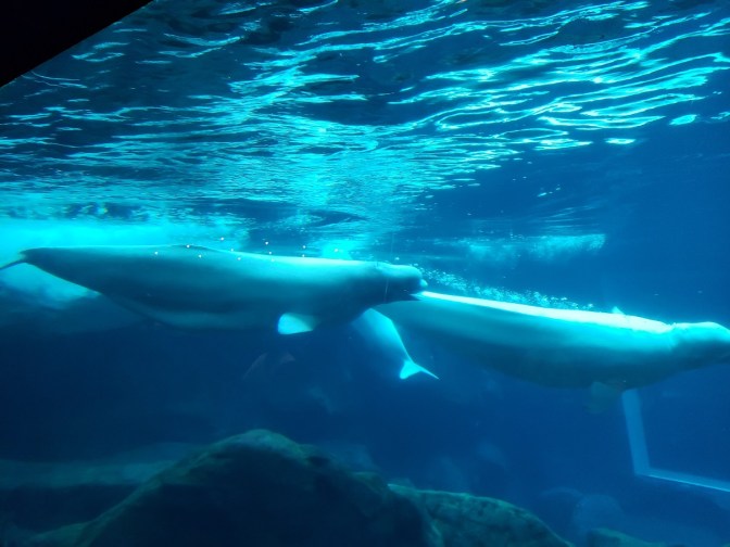 beluga whales