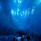 All About the Georgia Aquarium